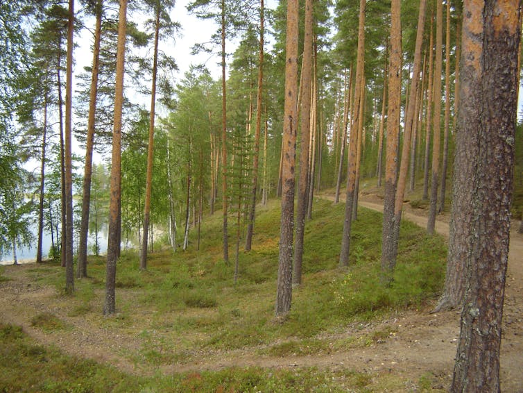 Bosque de pinos muy altos