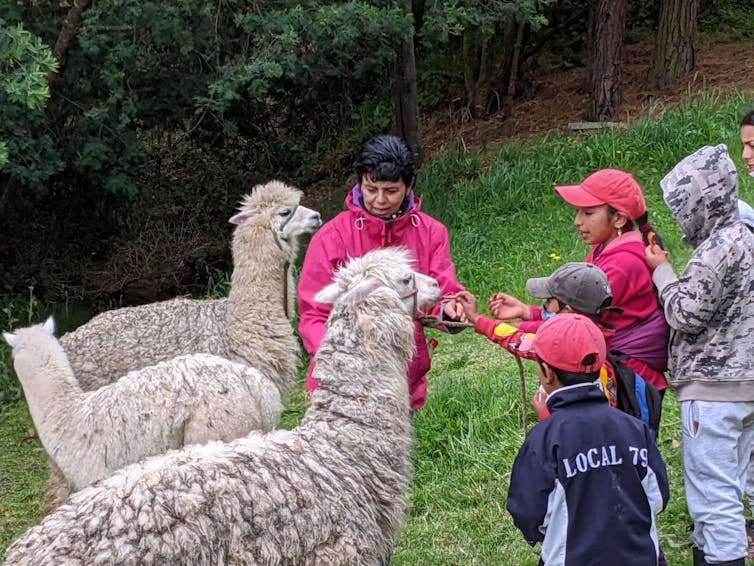 Children pet alpacas
