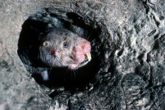 a naked molerat poking its head through a tunnel
