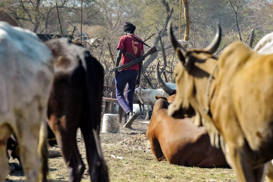 Man carrying an AK-47 rifle on his back walks among cattle. 