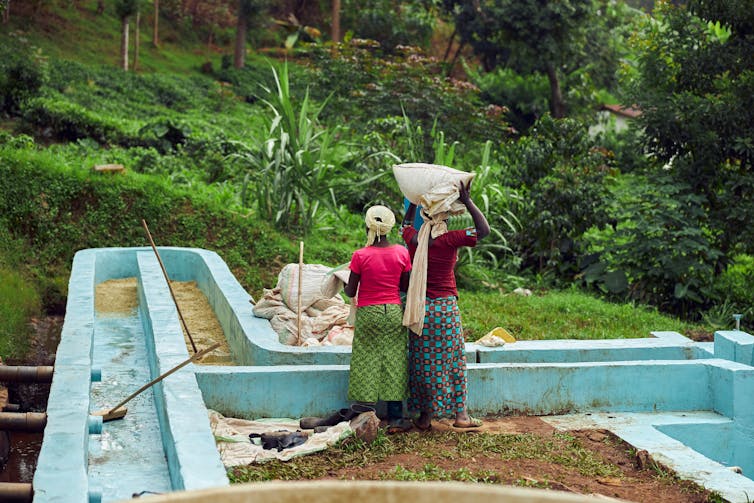 Two women stand with their backs to the camera in an outdoor coffee bean processing facility, with green foilage in the background.