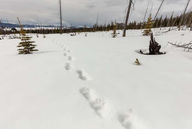 Bear footprints lead across a snowy plateau.