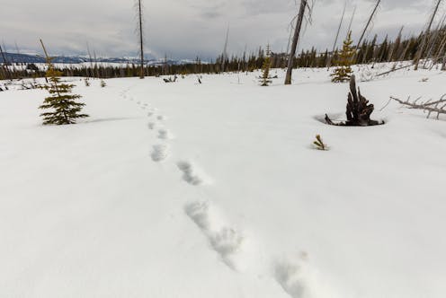 Linking protected areas from Yellowstone to the Yukon shows the value of conserving large landscapes, not just isolated parks and preserves