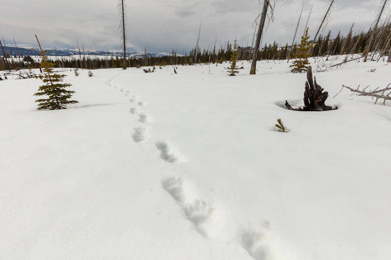 Bear footprints lead across a snowy plateau.