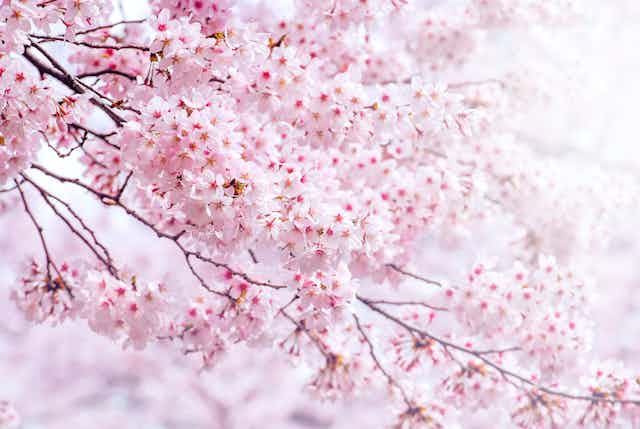 Des fleurs de cerisier fleurissent sur une branche.