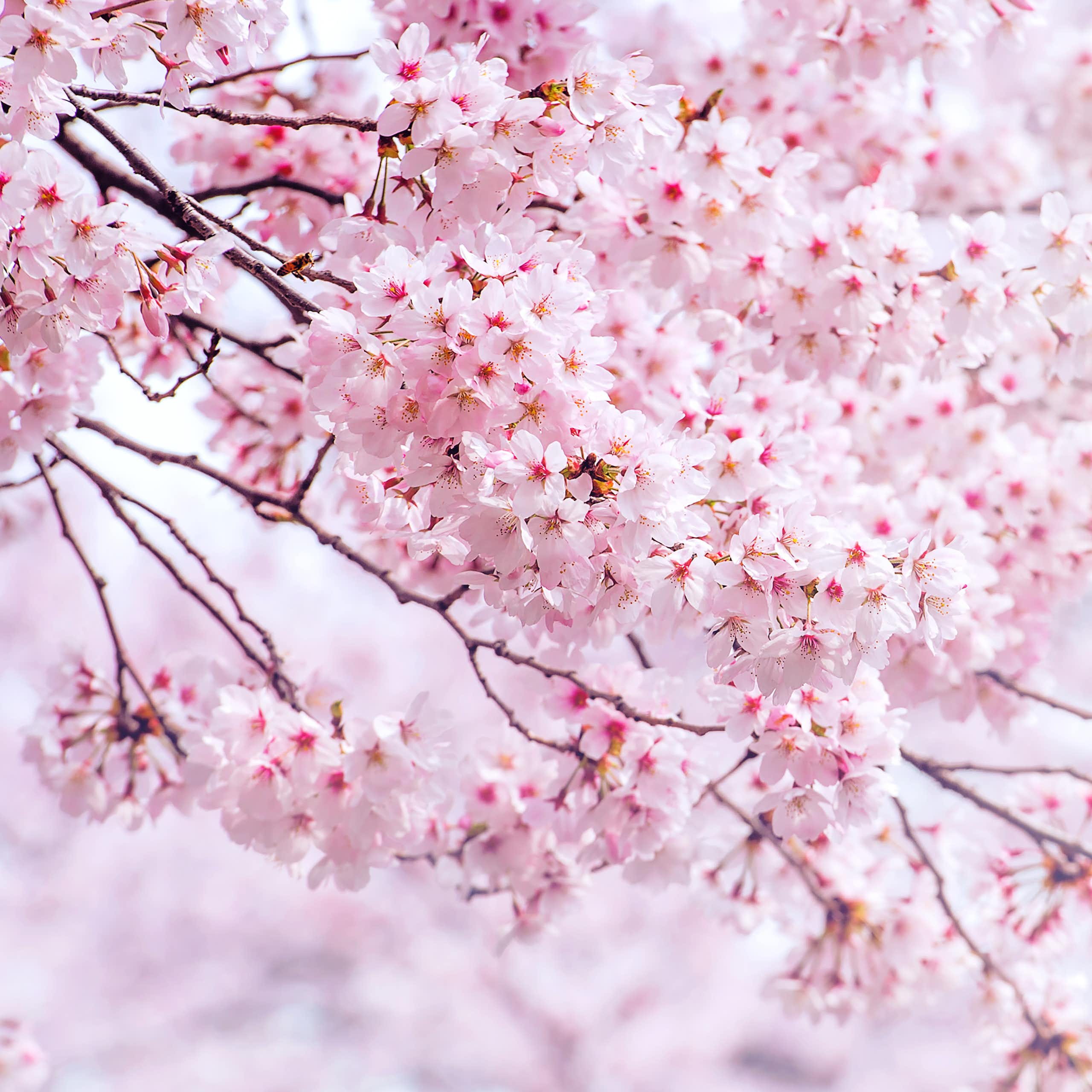 Des fleurs de cerisier fleurissent sur une branche.