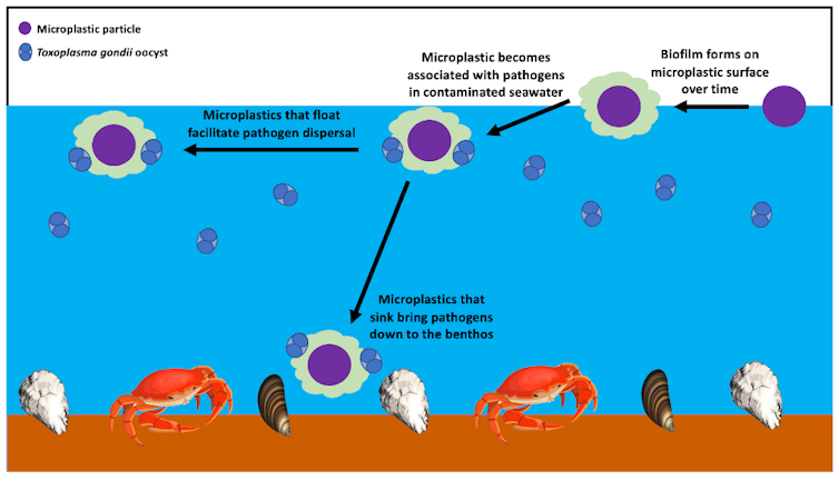 Diagram illustrating how pathogens can associate with biofilms on microplastics and spread through the sea.