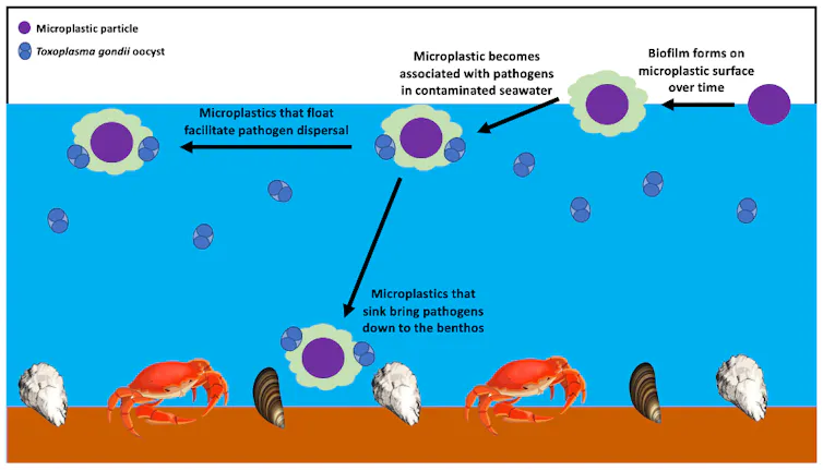 Diagram illustrating how pathogens can associate with biofilms on microplastics and spread through the sea.