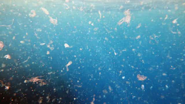 Microplastics floating in marine water