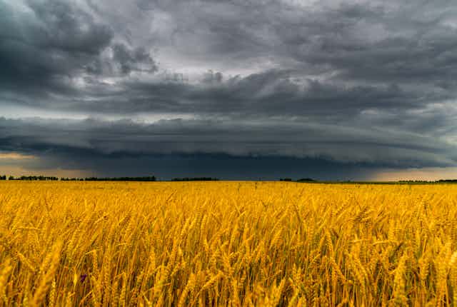dark clouds wheat field