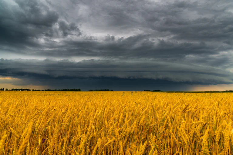 dark clouds wheat field