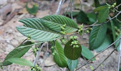 Dari sawit hingga janda bolong: bagaimana tumbuhan asing kian menggusur tumbuhan asli Indonesia 8 Dari sawit hingga janda bolong: bagaimana tumbuhan asing kian menggusur tumbuhan asli Indonesia