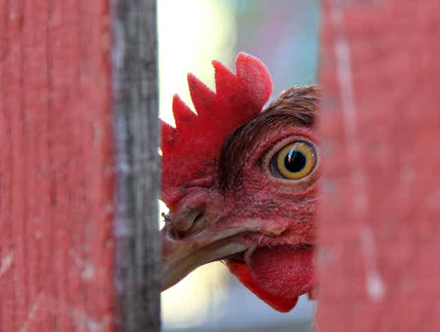 A chicken peering through a fence.
