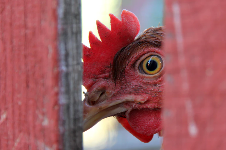 A chicken peering through a fence.