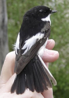 Papamoscas cerrojillo, un ave pequeña y negra y blanca, posada en una mano