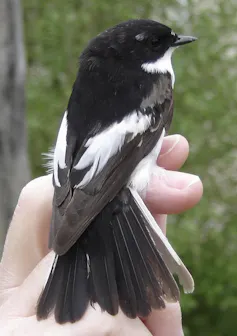 Papamoscas cerrojillo, un ave pequeña y negra y blanca, posada en una mano
