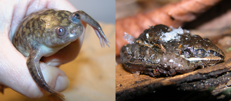 Two frogs: on the left African clawed frog and on the right frozen wood frog