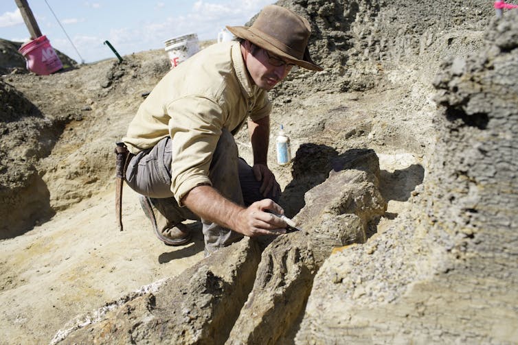 Palaeontologist Robert DePalma working on a fossil at Tanis dig site in North Dakota, USA