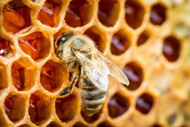 A photo showing a bee poking its head in a honey-filled cell of honeycomb.