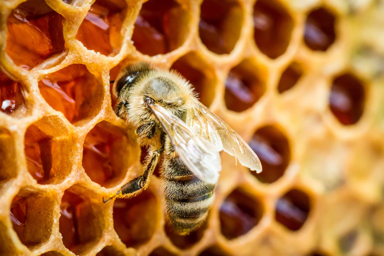A photo showing a bee poking its head in a honey-filled cell of honeycomb.