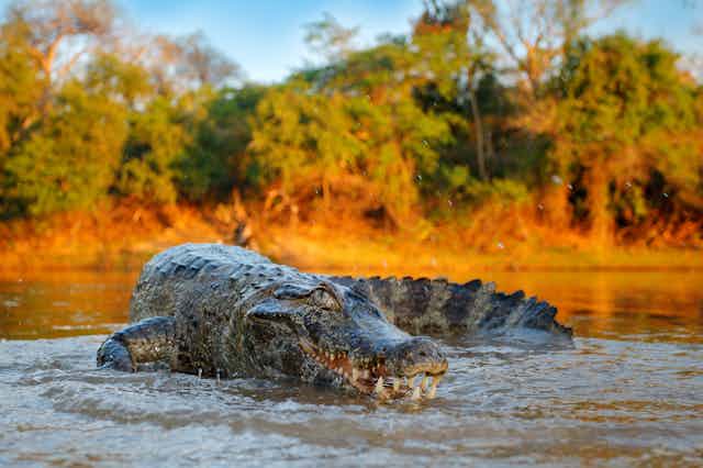 A crocodile in shallow water.