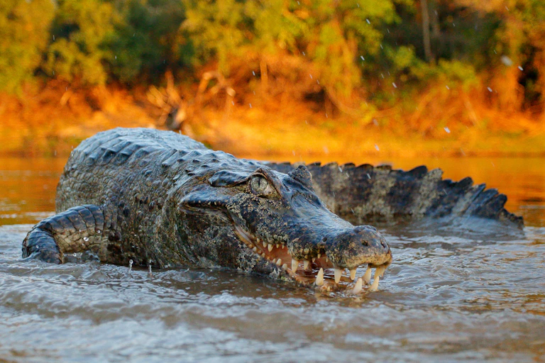 A crocodile in shallow water.