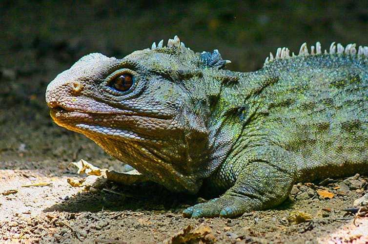 A green iguana-like reptile.