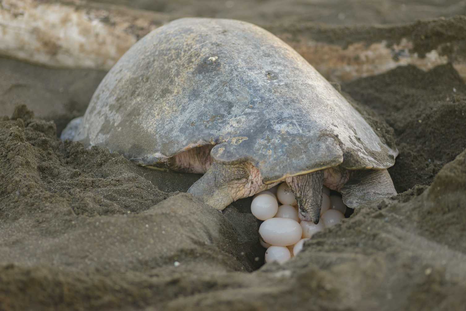 яйца черепахи фото