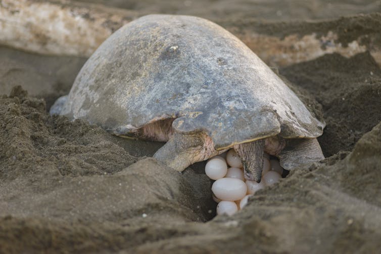 A large sea turtle depositing white eggs in the sand.