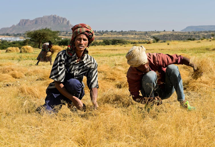 Harvesting a yellow field, mountain in background