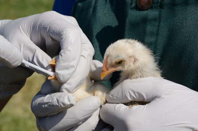 Qué peligro supone la gripe aviar H3N8 detectada en China?