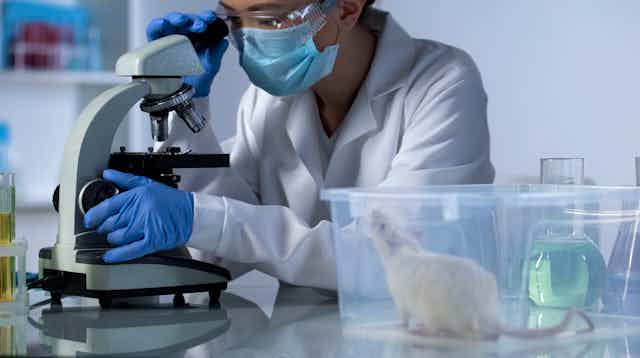 a scientist looks thpough a microscope while a white lab mouse is next to her in a see-through plastic container