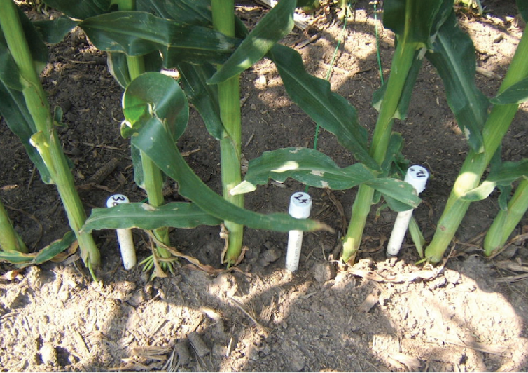 White sticks embedded in the ground between corn stalks