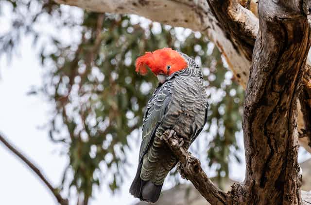 Gang gang cockatoo perched on a gum tree branch
