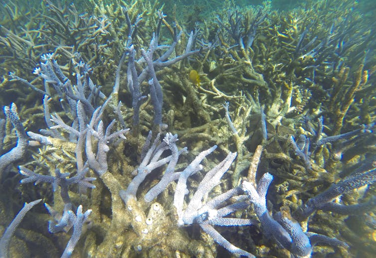 balintas koralas