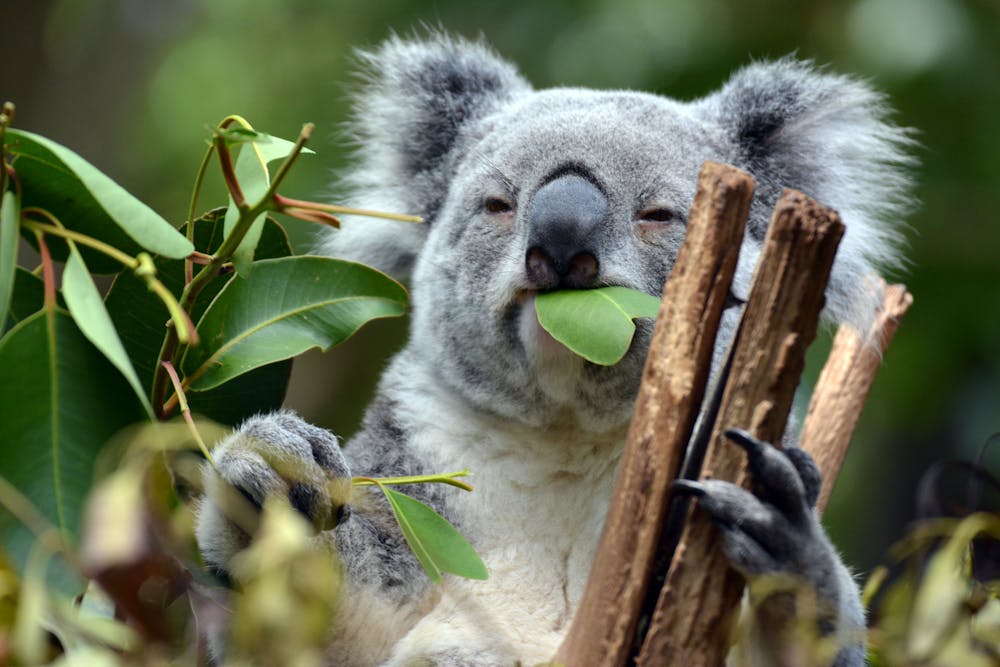 Fail: our report card on the government's handling of Australia's  extinction crisis