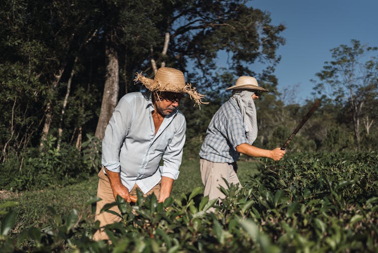 two farmers tend to crop