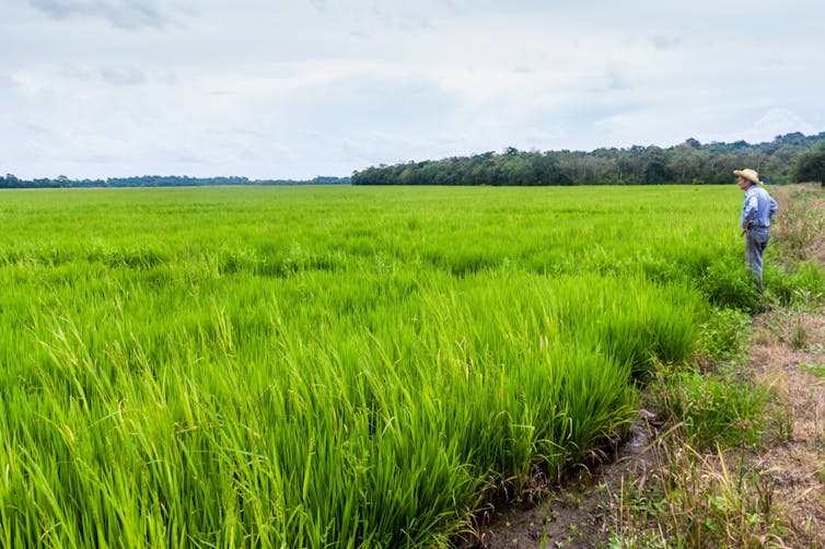 farmer surveys green field