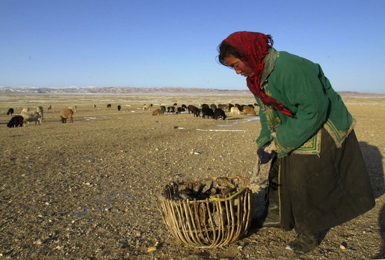 Mongolian nomad woman collects dung