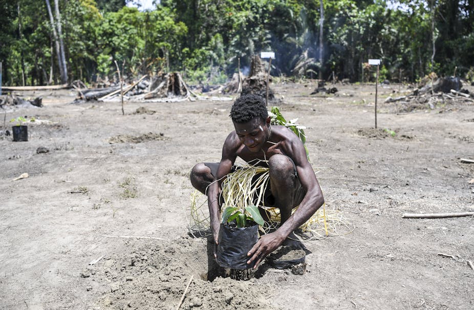 Warga Papua di Kabupaten Sarmi, Provinsi Papua, menanam pohon saat kunjungan Menteri Sosial.