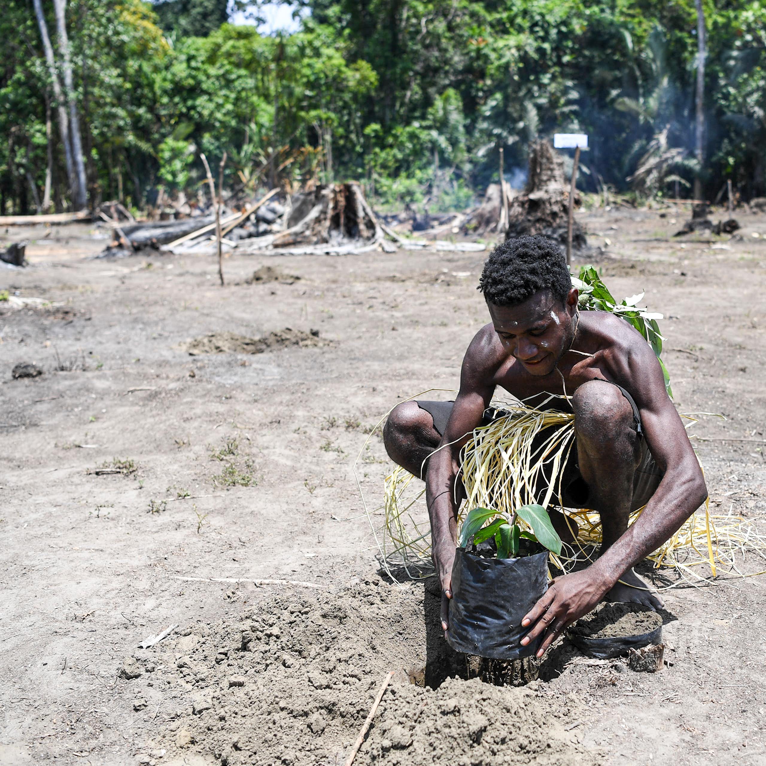 Warga Papua di Kabupaten Sarmi, Provinsi Papua, menanam pohon saat kunjungan Menteri Sosial.