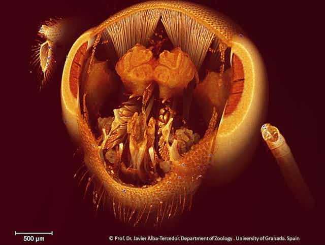 Escaner de microtomografia computerizada mostrando el cerebro de una abeja. CréditoDr. J. Alba-Tercedor.
