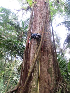 A person in a harness ascends the trunk of a tropical tree.