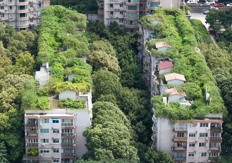 Residential buildings surrounded and topped by trees and bushes.