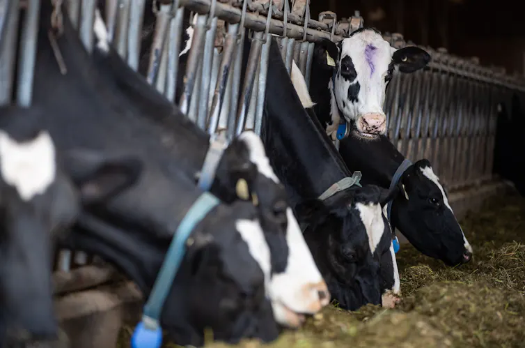 Cows grazing inside a barn