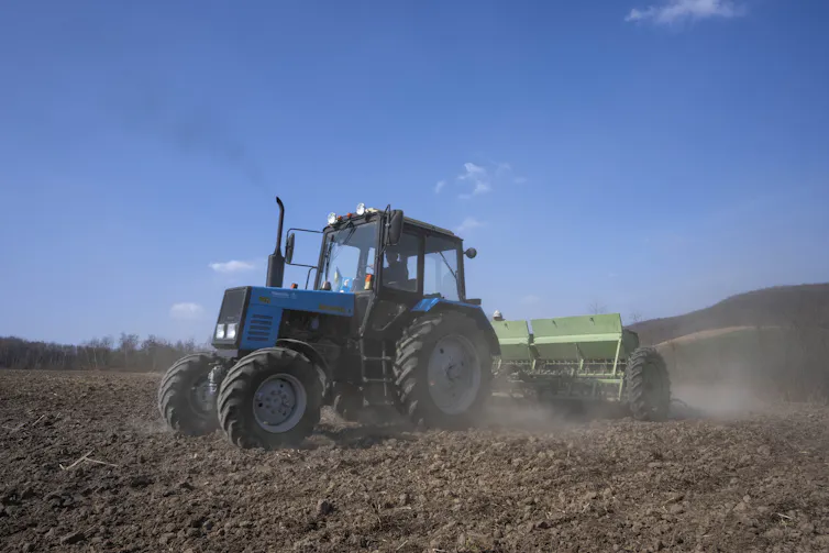 A tractor plowing wheat in a field