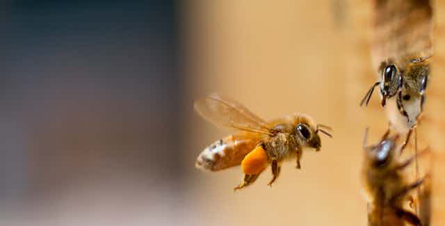 Two honeybees face each other, one resting in a hole in a wall and the other flying in the air