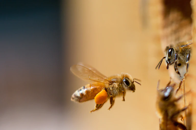 Two honeybees face each other, one resting in a hole in a wall and the other flying in the air
