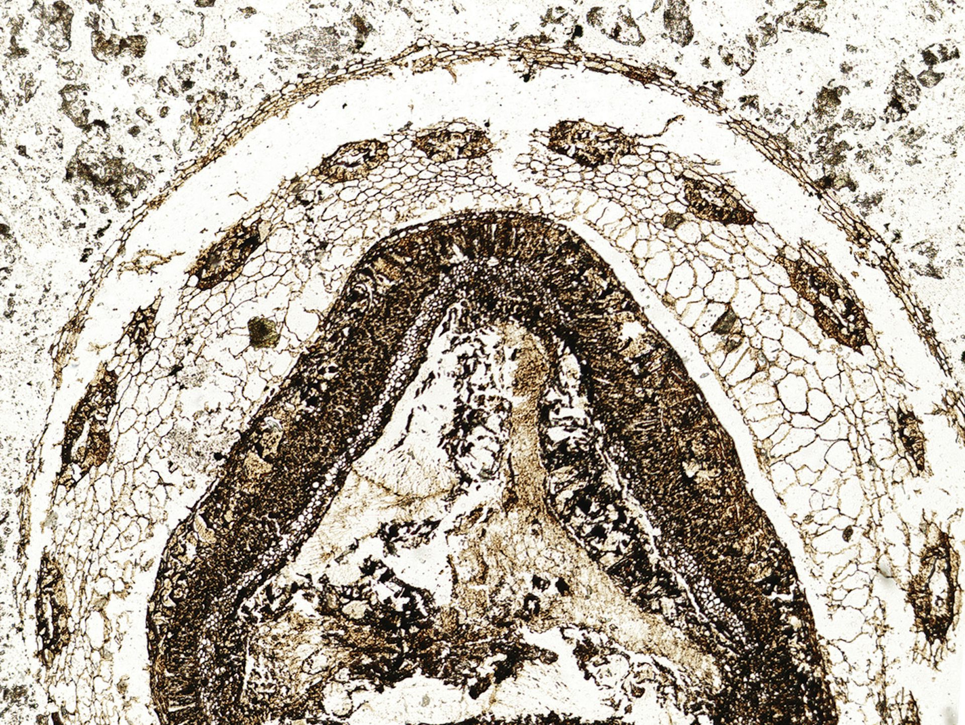 A fossilized seed and cupule of Xadzigacalix quatsinoensis. (Az Klymiuk), Author provided