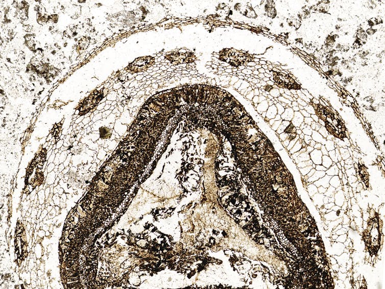 a cross section of a fossilised plant structure